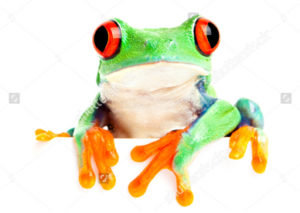 Red-eyed tree frog sitting on white cup