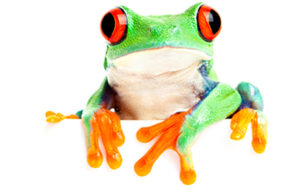 Red-eyed tree frog sitting in white cup