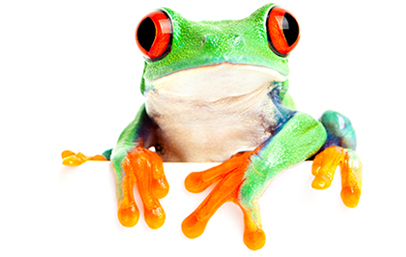 frog-pix