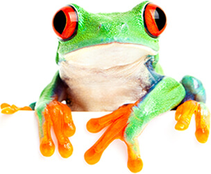 Red-eyed tree frog sitting in white cup