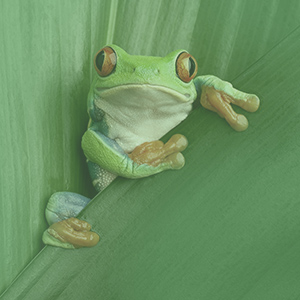 TinyFrog-CEA (Chief Executive Amphibian)