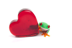 Red-eyed tree frog and heart of glass, symbol for Valentine's day